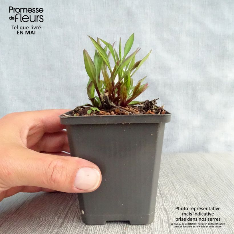 Aster dumosus Neron 8/9 cm pot sample as delivered in spring