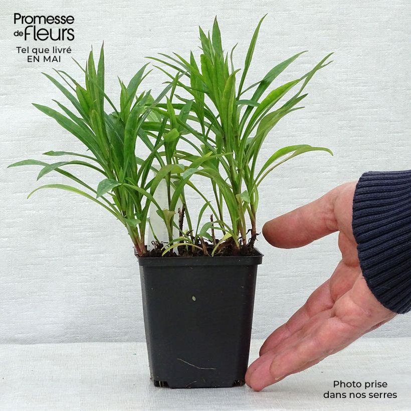 Aster dumosus Peter Harrison 8/9 cm pot sample as delivered in spring