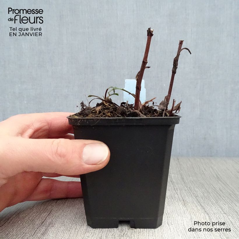 Aster dumosus Peter Harrison 8/9 cm pot sample as delivered in winter