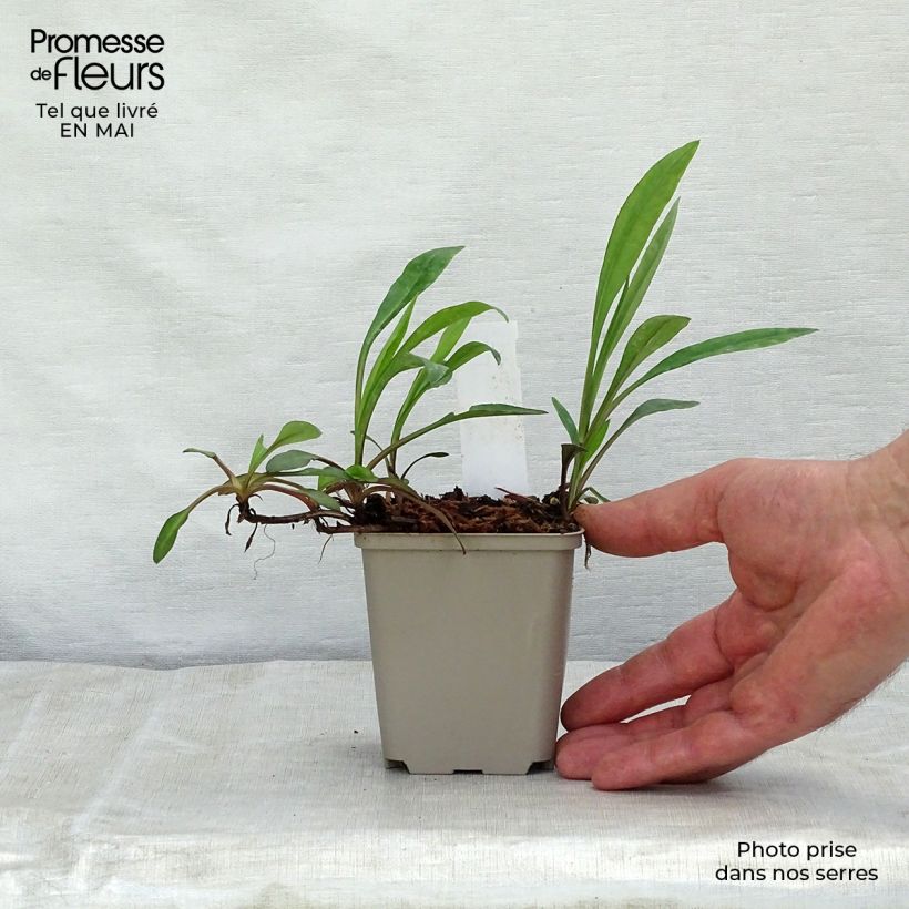 Aster dumosus Professor Anton Kippenberg 8/9 cm pot sample as delivered in spring