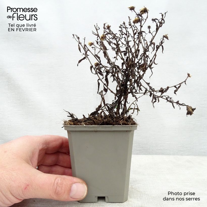 Aster dumosus Rosenwichtel 8/9 cm pot sample as delivered in winter