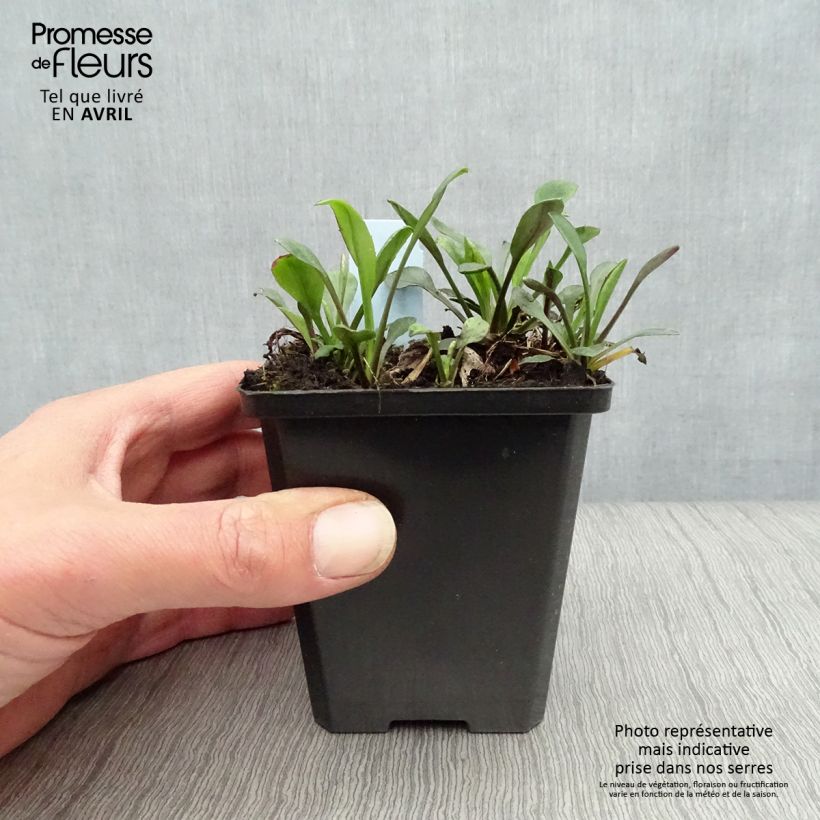 Aster dumosus Rosenwichtel 8/9 cm pot sample as delivered in spring