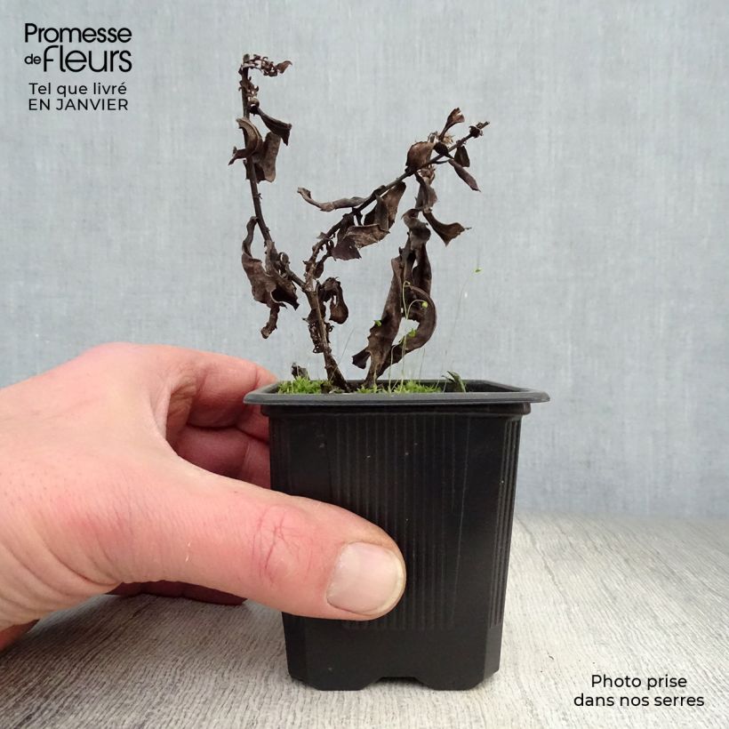 Aster dumosus Silberblaukissen 8/9 cm pot sample as delivered in winter