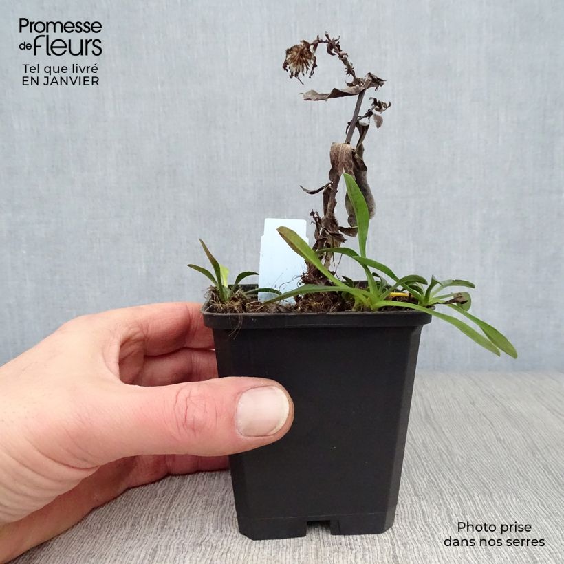 Aster dumosus Starlight 8/9 cm pot sample as delivered in winter