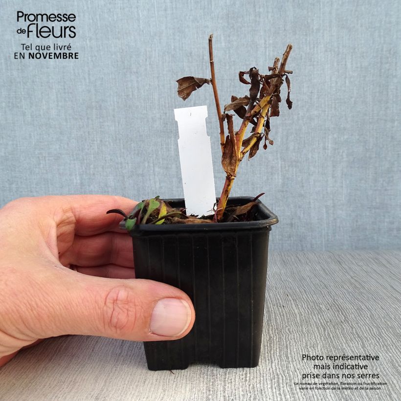 Aster dumosus Starlight 8/9 cm pot sample as delivered in autumn