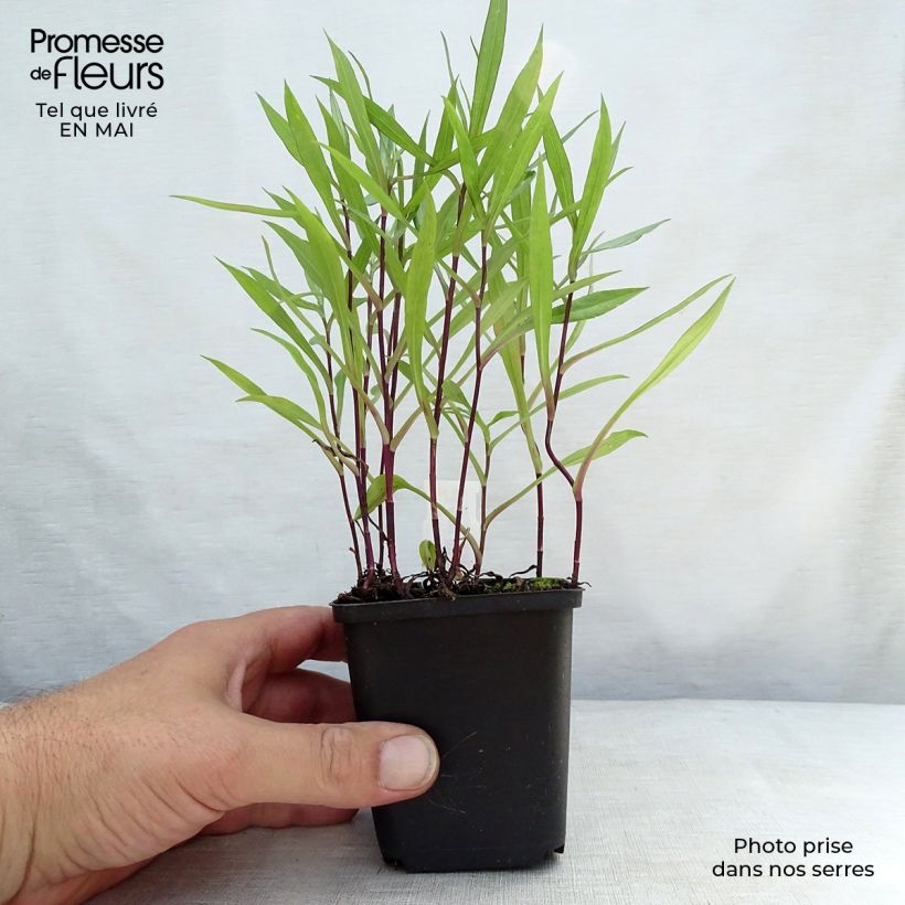 Aster dumosus Tonga 8/9 cm pot sample as delivered in spring