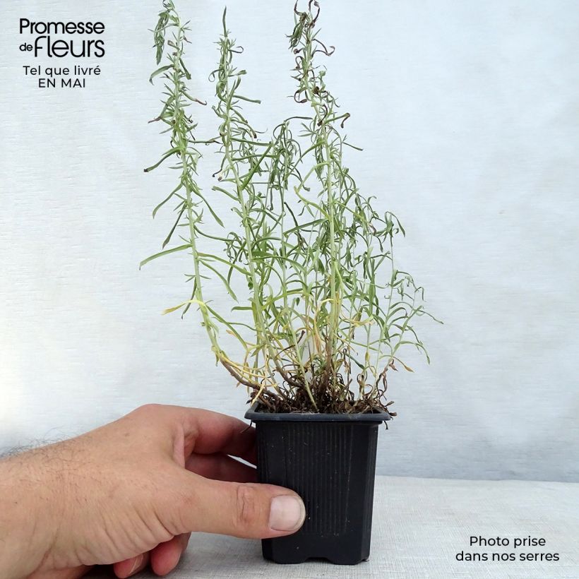 Aster ericoides 8/9 cm pot sample as delivered in spring