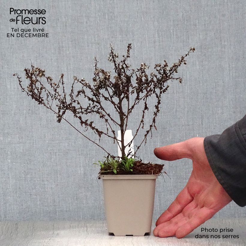 Aster ericoides Blue Star 8/9 cm pot sample as delivered in winter