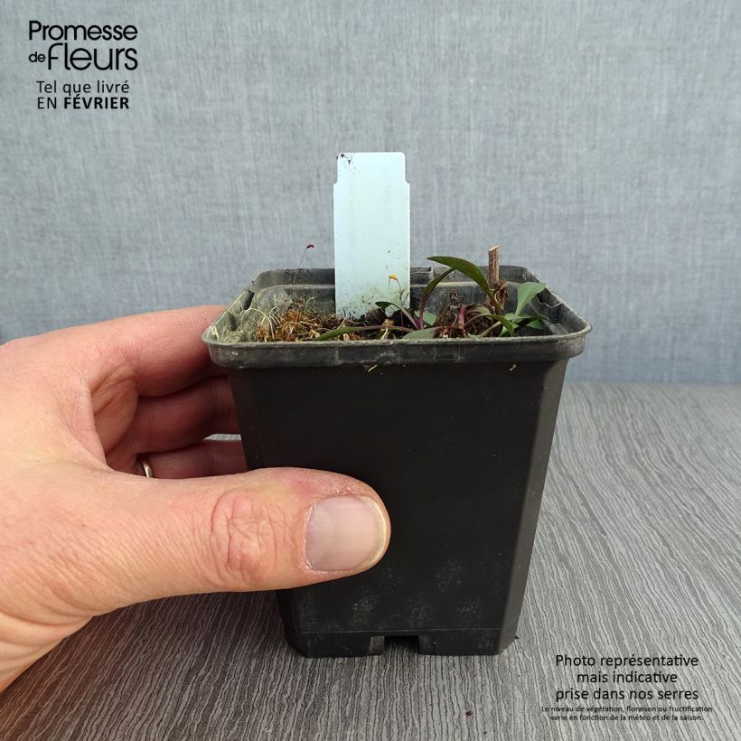 Aster ericoides Blue Wonder 8/9 cm pot sample as delivered in winter