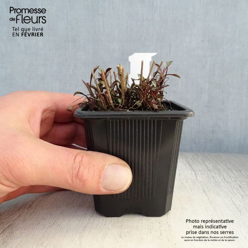 Aster ericoides Esther 8/9 cm pot sample as delivered in winter