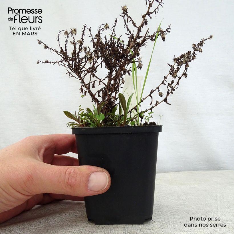 Aster ericoides Golden Spray 8/9 cm pot sample as delivered in spring