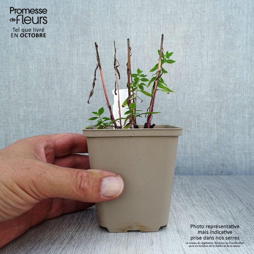 Aster ericoides Golden Spray 8/9 cm pot sample as delivered in autumn