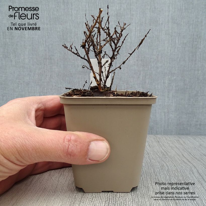 Aster ericoides Lovely 8/9 cm pot sample as delivered in autumn