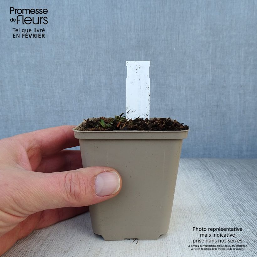 Aster ericoides Lovely 8/9 cm pot sample as delivered in winter