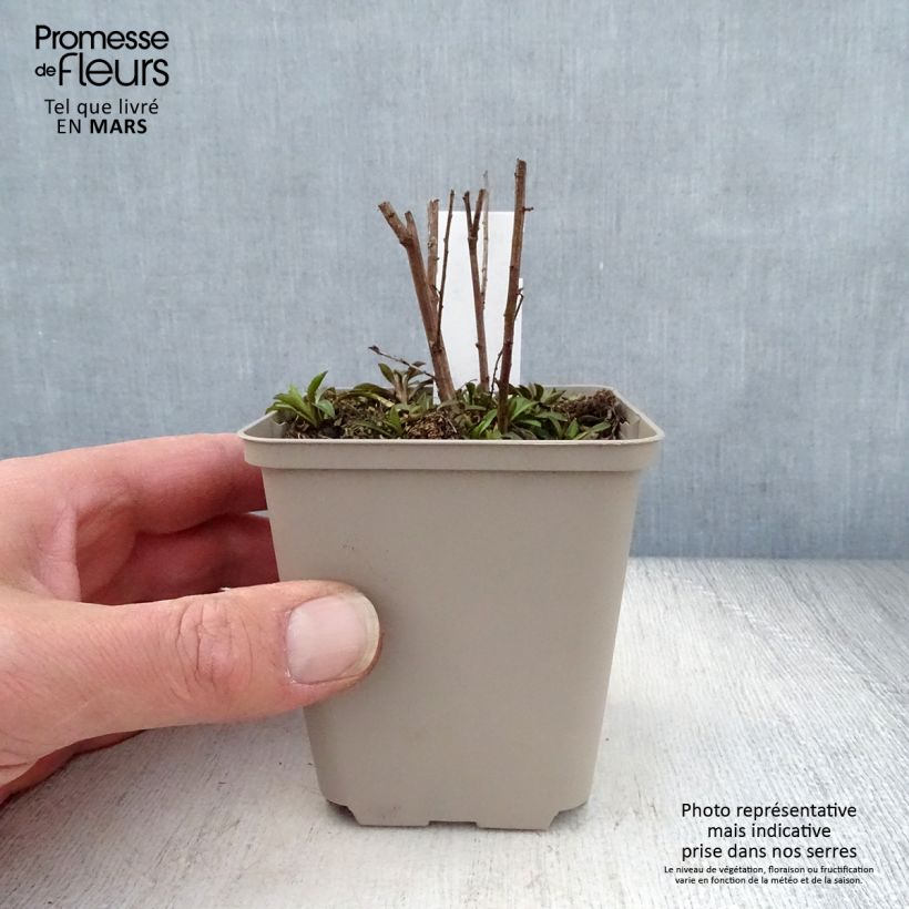 Aster ericoides Lovely 8/9 cm pot sample as delivered in spring