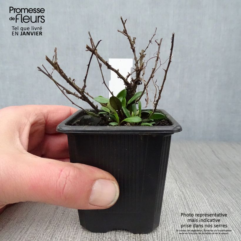 Aster ericoides Pink Cloud 7/8 cm pot sample as delivered in winter