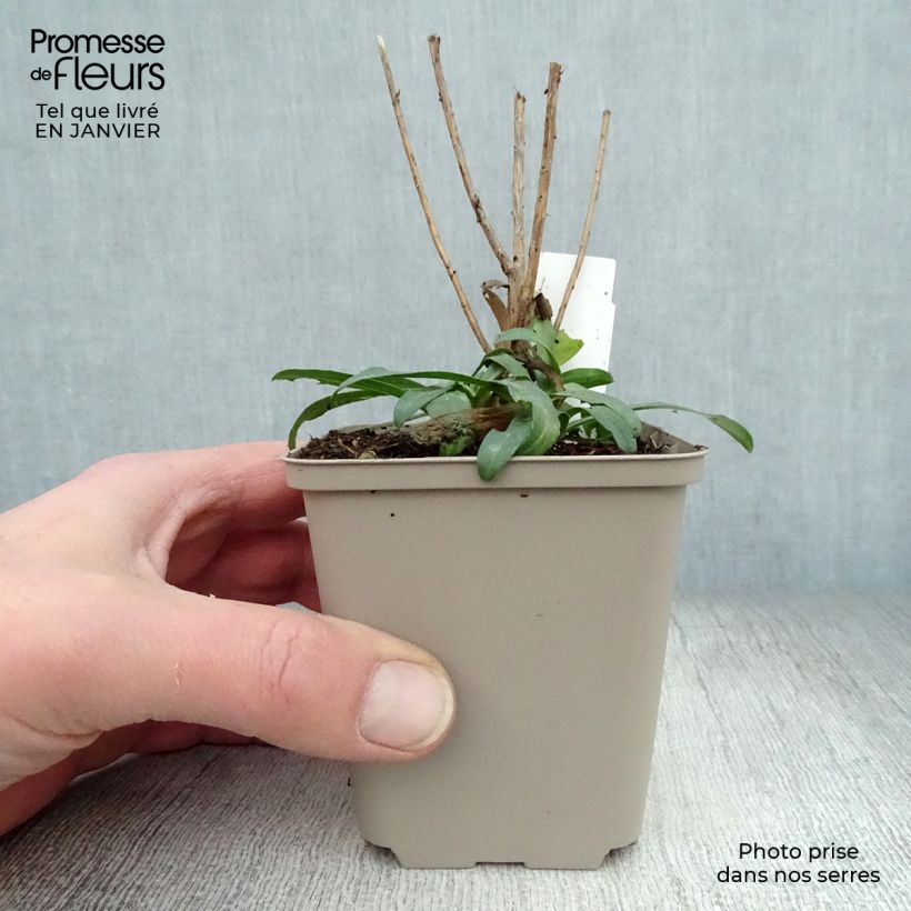 Aster ericoides Schneetanne 8/9 cm pot sample as delivered in winter