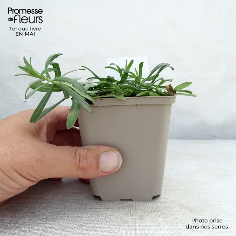 Aster ericoïdes f. prostratus Snow Flurry 7/8 cm pot sample as delivered in spring