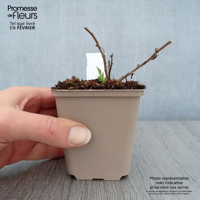 Aster frikartii Wunder von Stäfa 8/9 cm pot sample as delivered in winter