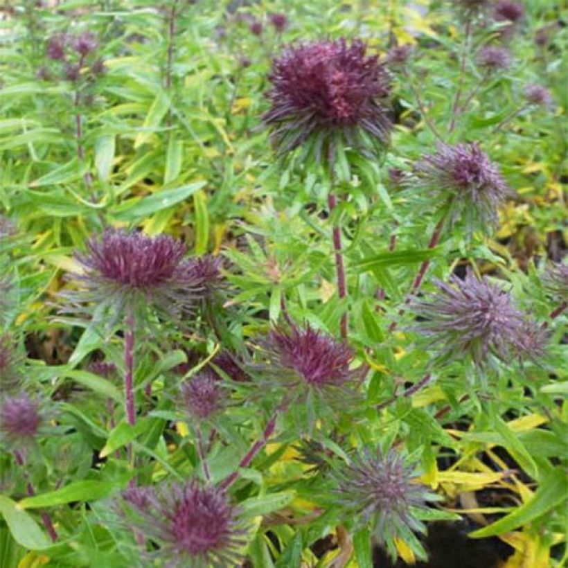 Aster novae-angliae Ann Leys (Flowering)