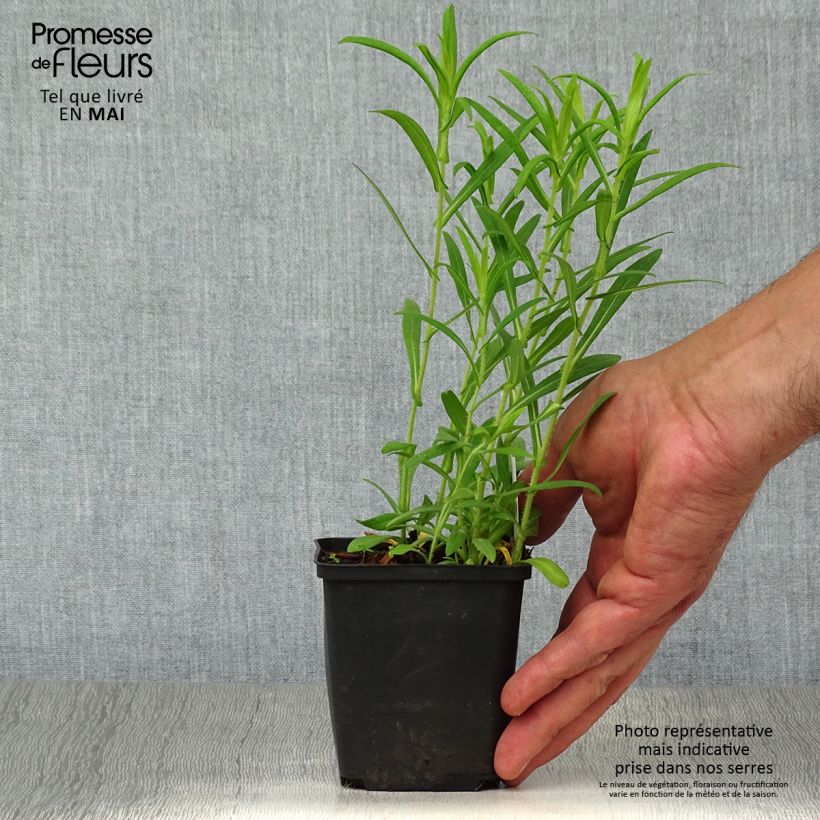 Aster novae-angliae Ann Leys 8/9 cm pot sample as delivered in spring