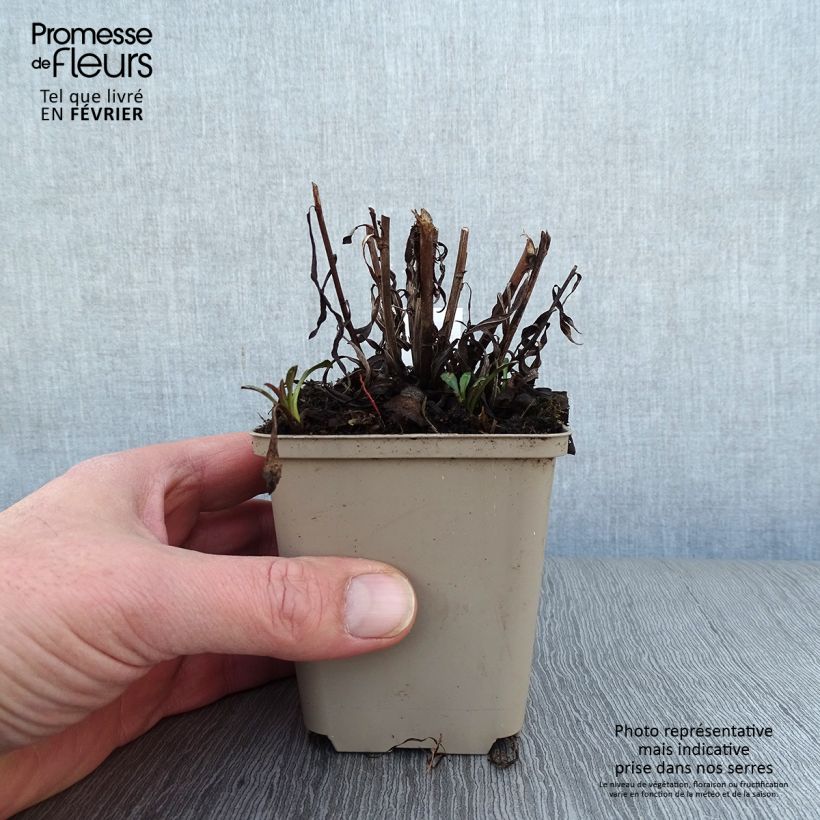 Aster Pink Star 8/9 cm pot sample as delivered in winter