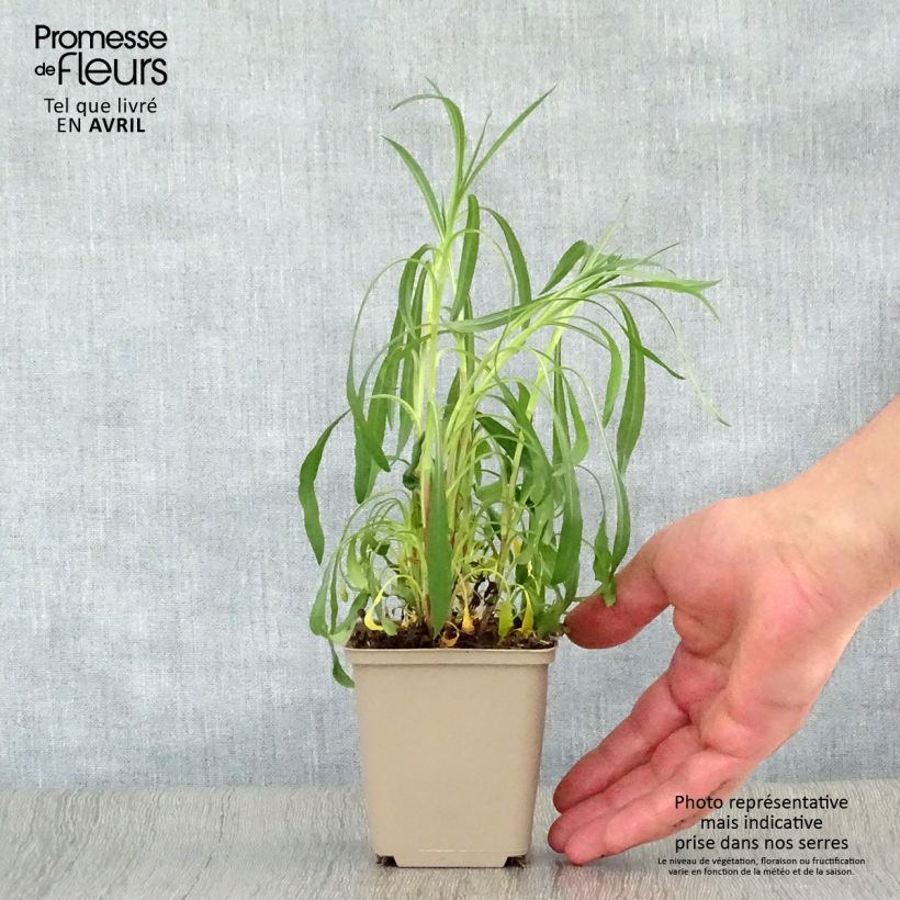 Aster Pink Star 8/9 cm pot sample as delivered in spring