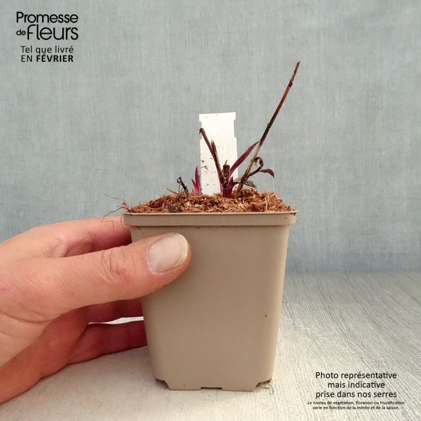 Aster laevis Calliope 8/9 cm pot sample as delivered in winter