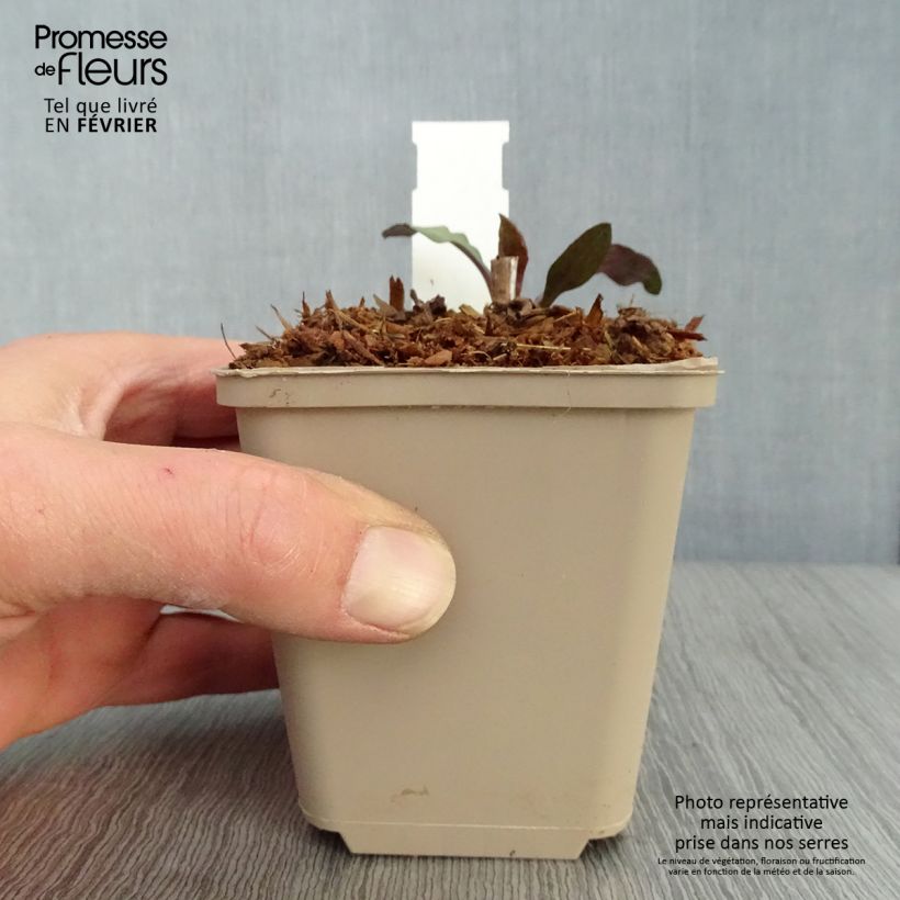 Aster lateriflorus Chloe 8/9 cm pot sample as delivered in winter