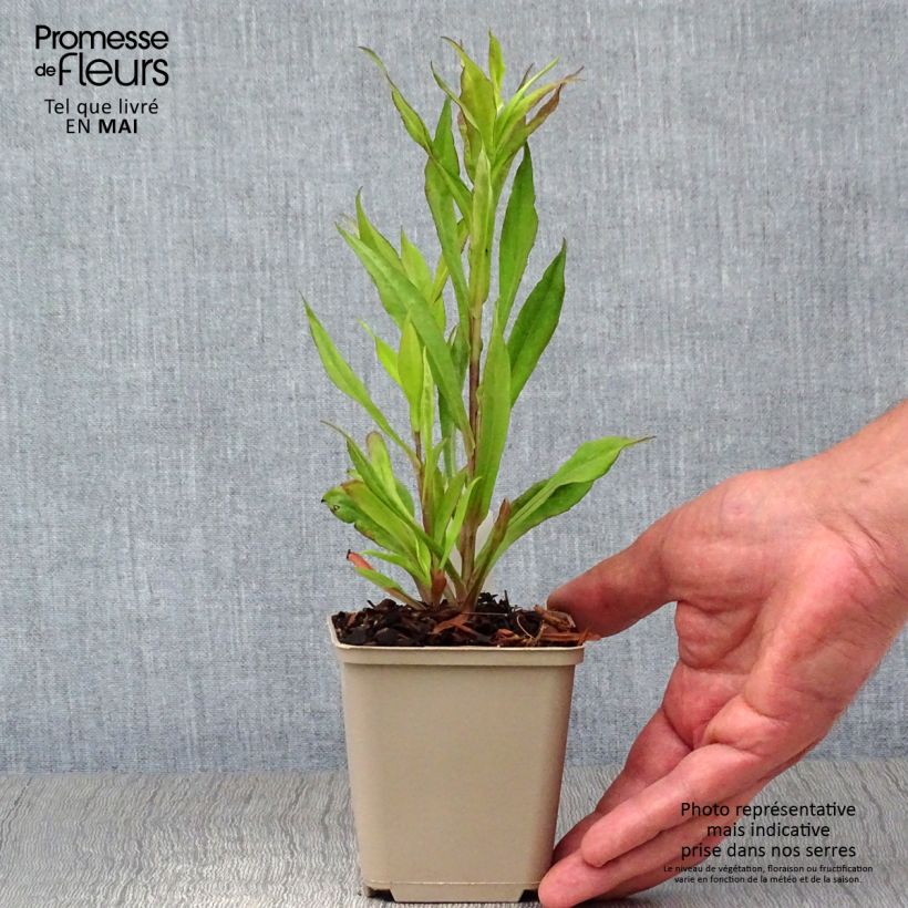 Aster lateriflorus Chloe 8/9 cm pot sample as delivered in spring