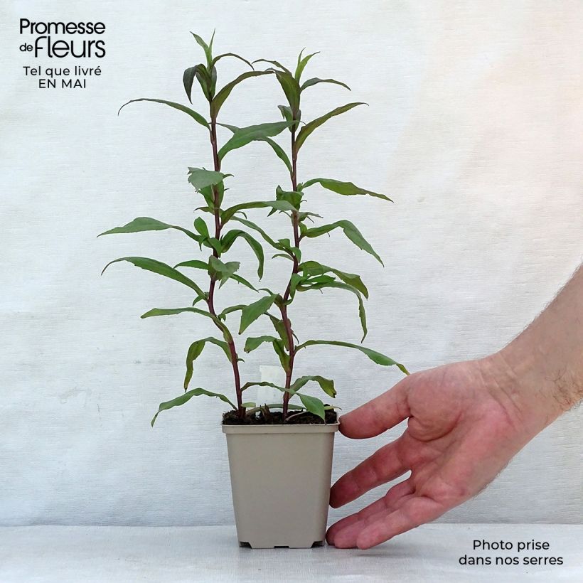 Aster lateriflorus Horizontalis 8/9 cm pot sample as delivered in spring