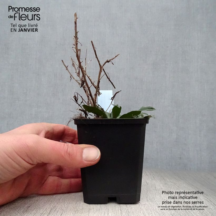 Aster lateriflorus Horizontalis 8/9 cm pot sample as delivered in winter