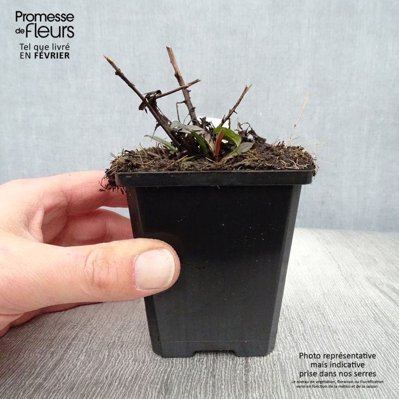 Aster lateriflorus Lady In Black 8/9 cm pot sample as delivered in winter
