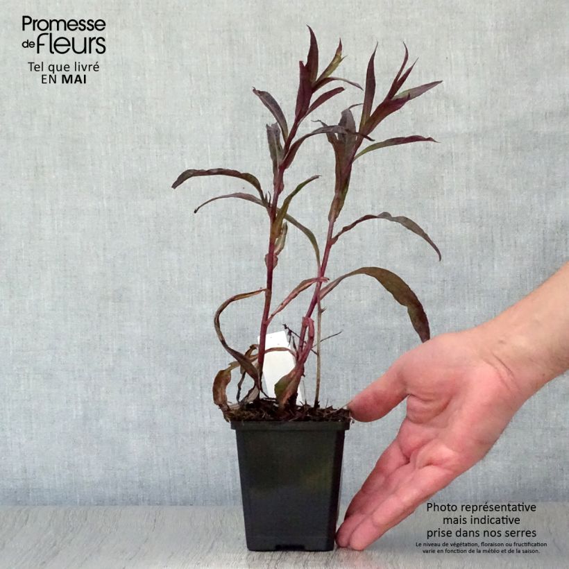 Aster lateriflorus Lady In Black 8/9 cm pot sample as delivered in spring