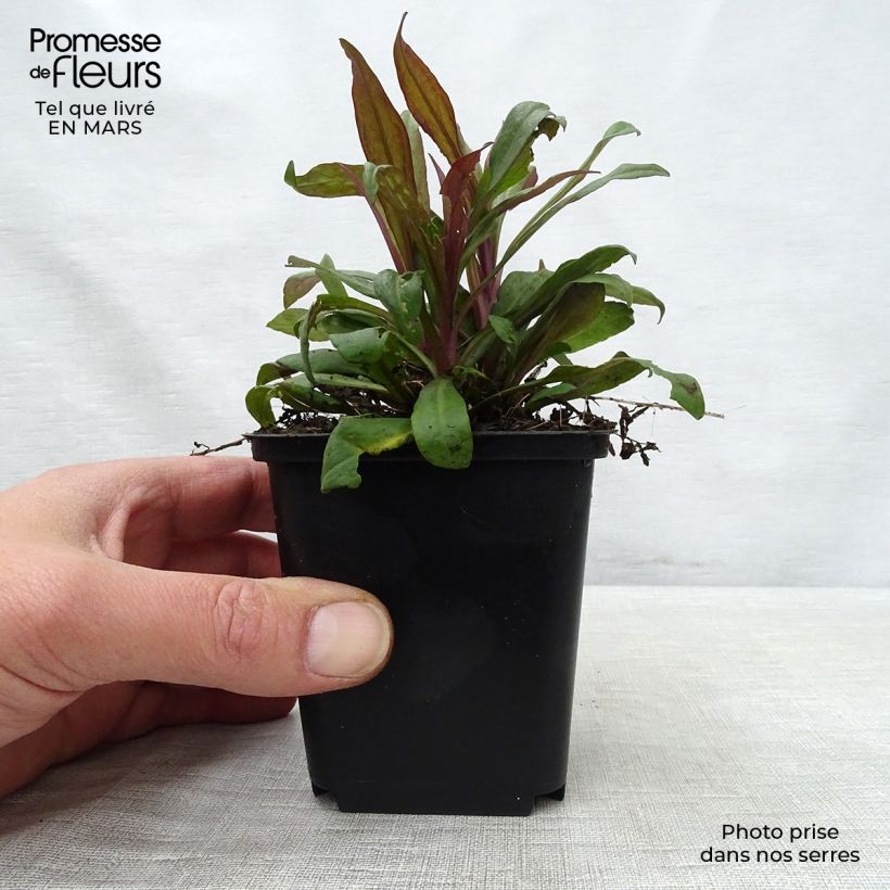 Aster lateriflorus Prince 8/9 cm pot sample as delivered in spring