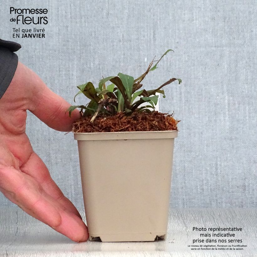 Aster lateriflorus Prince 8/9 cm pot sample as delivered in winter