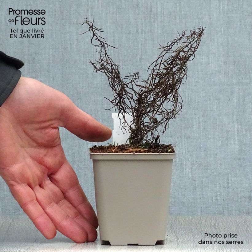 Aster linosyris 8/9 cm pot sample as delivered in winter