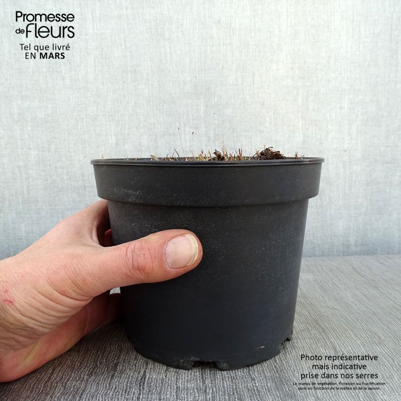 Aster linosyris 2L/3L pot sample as delivered in winter
