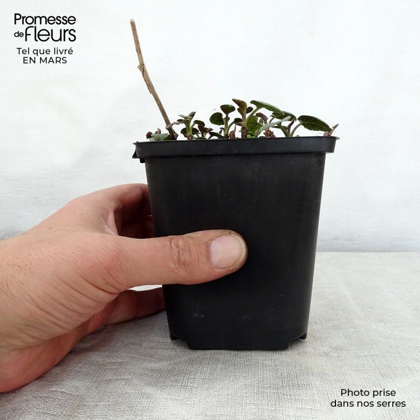 Aster macrophyllus Albus 8/9 cm pot sample as delivered in spring