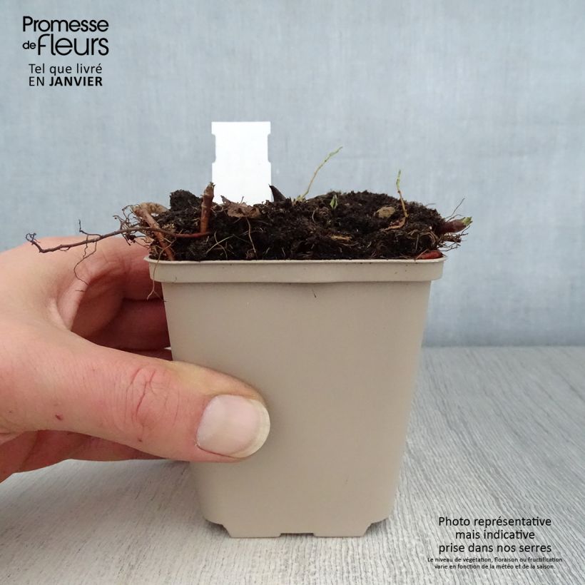 Aster macrophyllus Albus 8/9 cm pot sample as delivered in winter