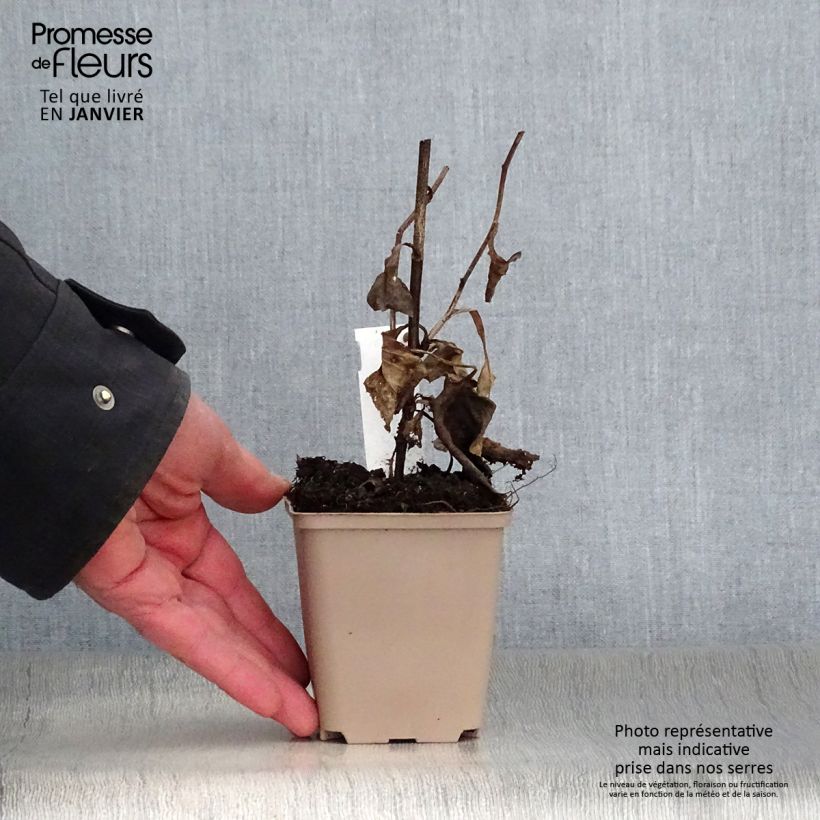 Aster macrophyllus 8/9 cm pot sample as delivered in winter