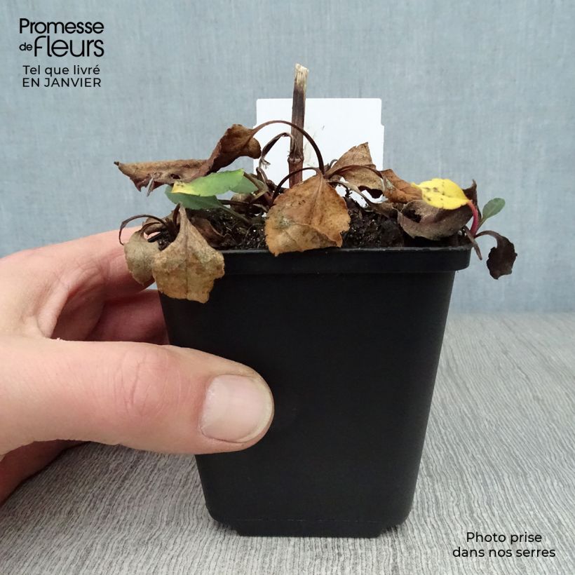 Aster macrophyllus Twilight 8/9 cm pot sample as delivered in winter