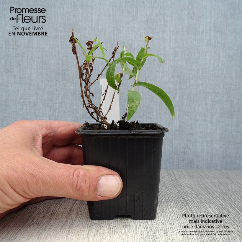 Aster novae-angliae Andenken an Alma Pötschke 7/8 cm pot sample as delivered in autumn