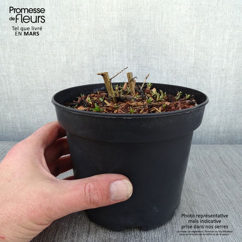 Aster novae-angliae Andenken an Alma Pötschke 2L/3L pot sample as delivered in winter