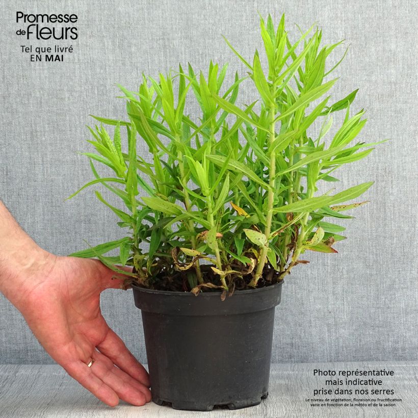 Aster novae-angliae Andenken an Alma Pötschke 2L/3L pot sample as delivered in spring