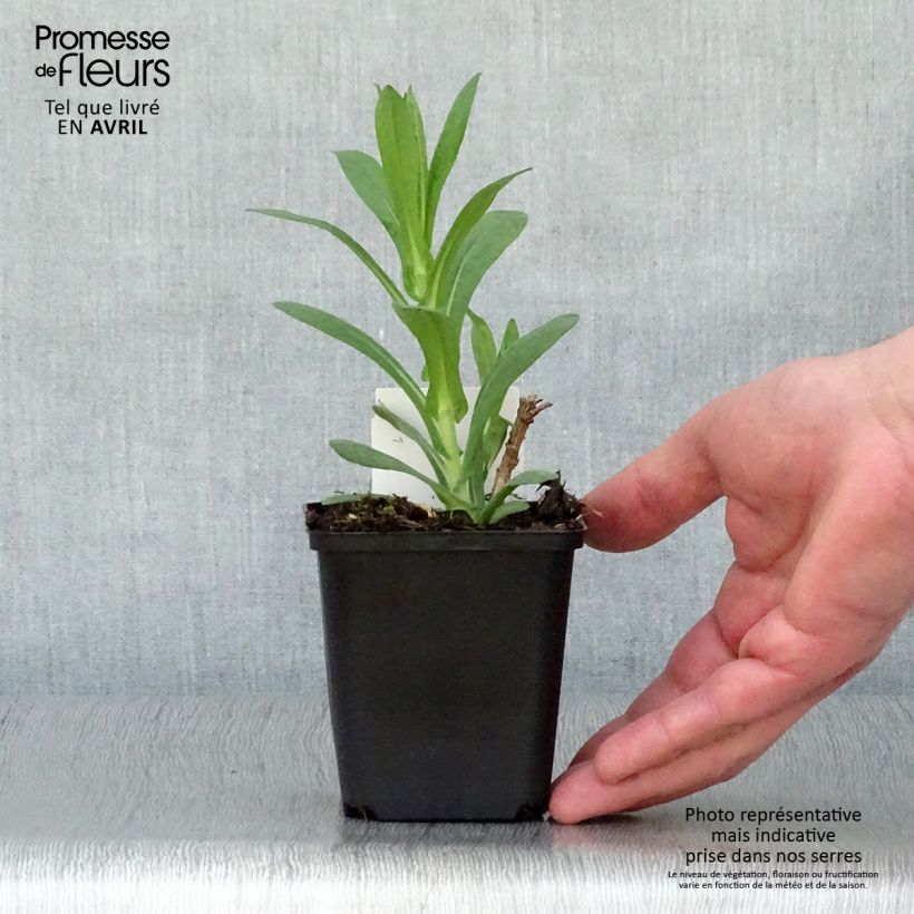 Aster novae-angliae Andenken an Paul Gerber 8/9 cm pot sample as delivered in spring