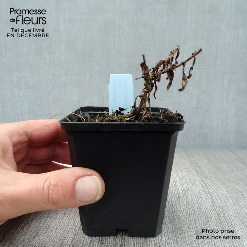 Aster novae-angliae Barrs Blue 8/9 cm pot sample as delivered in winter