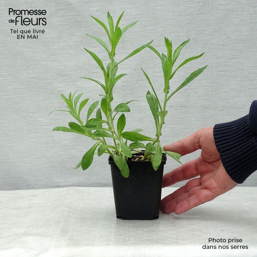 Aster novae-angliae Barrs Blue 8/9 cm pot sample as delivered in spring