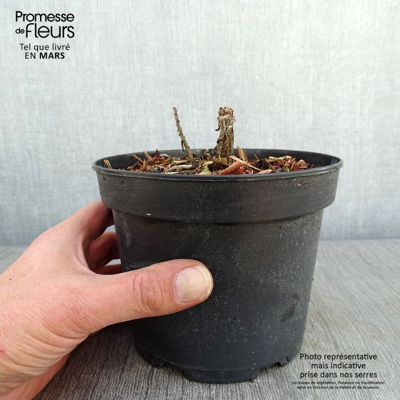 Aster novae-angliae Purple Dome 2L/3L pot sample as delivered in winter