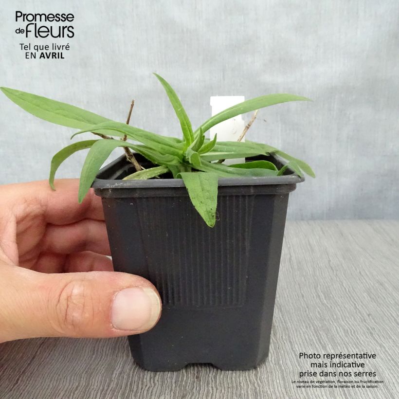 Aster novae-angliae Rosa Sieger 7/8 cm pot sample as delivered in spring